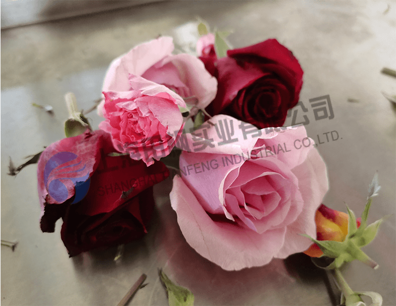 月季花凍干，鮮花真空冷凍干燥機(jī)應(yīng)用案例