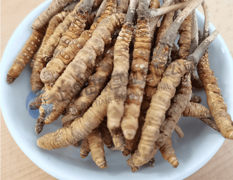 蟲草凍干，生物制藥真空冷凍干燥機(jī)應(yīng)用于蟲草凍干