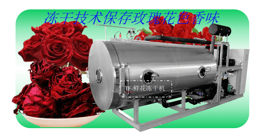 食品凍干機在玫瑰花凍干加工應(yīng)用
