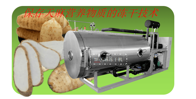 中藥材凍干機在天麻凍干加工生產