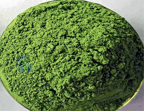 食葉草凍干機：真空冷凍干燥機技術(shù)特點和應用案例