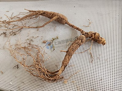 人參凍干：中藥材凍干機，人參真空冷凍干燥技術(shù)