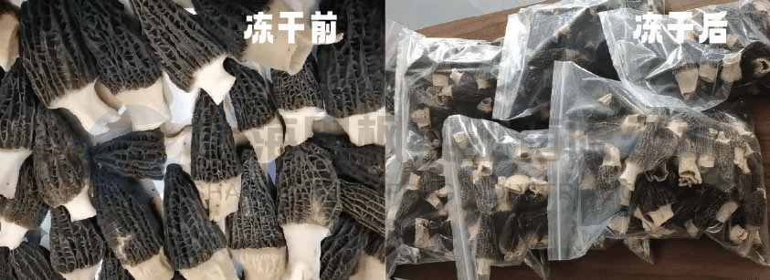 冷凍干燥技術(shù)在羊肚菌儲(chǔ)存中的應(yīng)用